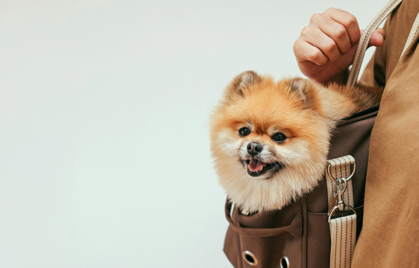 why-pet-insurance-matters-in-uae-salama-insurance