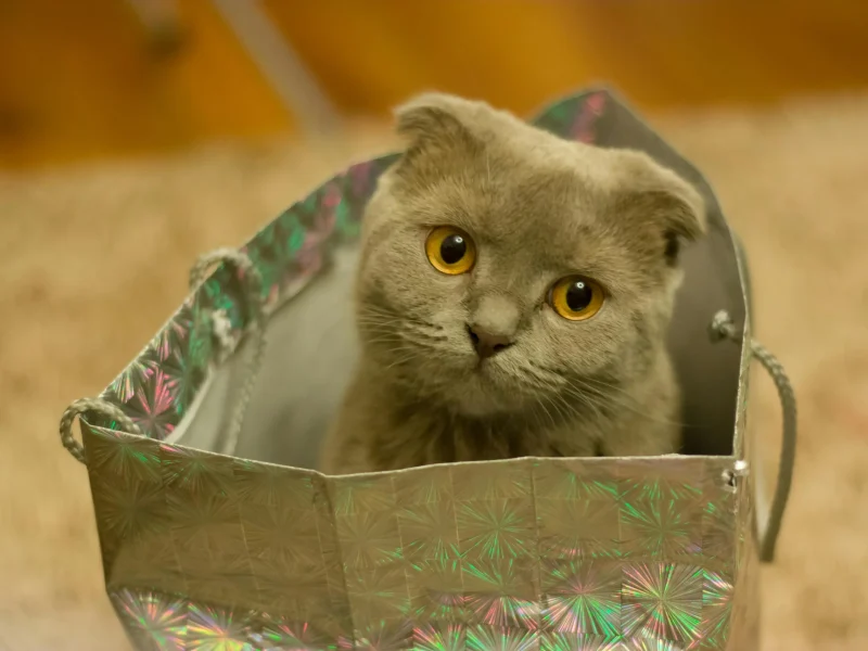 why-pet-insurance-matters-in-uae-salama-insurance