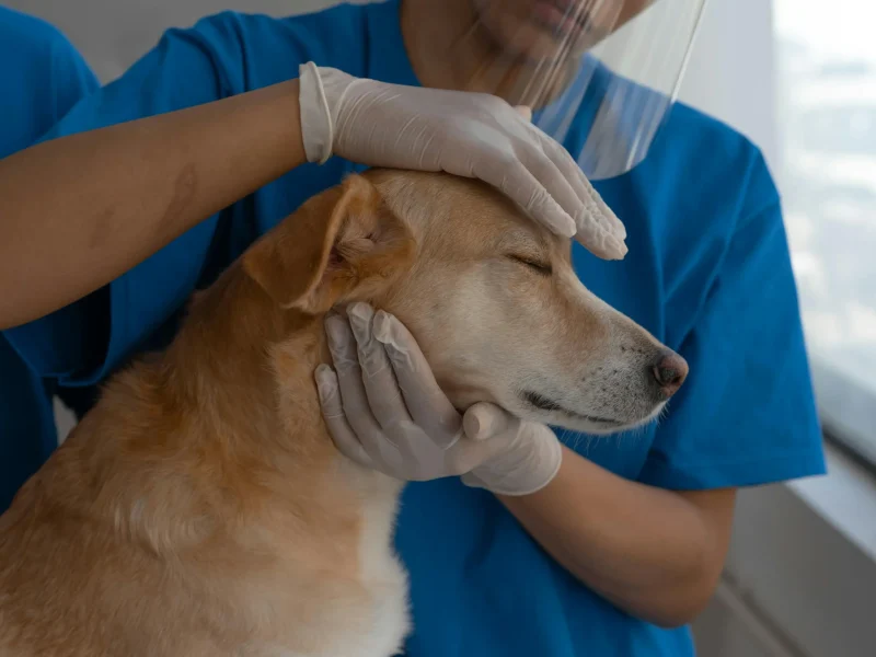 why-pet-insurance-matters-in-uae-salama-insurance